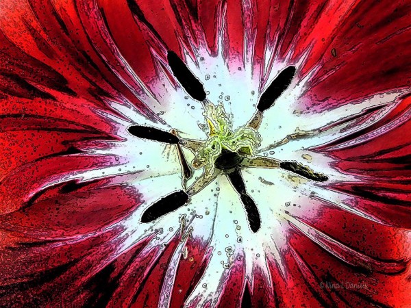 Red Tulip by Nina